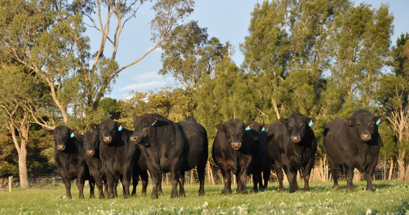 Te Mania Angus Spring bulls