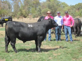 2013_Top_price_TM_Gothenburg_G950_with_Hamish_and_Tom_with_Nigel_Semmens_Genetics_Aust_who_purchased_the_bull_of_on_behalf_of_Kansas_Angus_with_semen_share_to_Hard_Hat_Angus