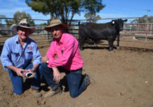 Minnamurra Pastoral Company General Manager, Dennis Power with Hamish McFarlane and top price bull Lot 24.