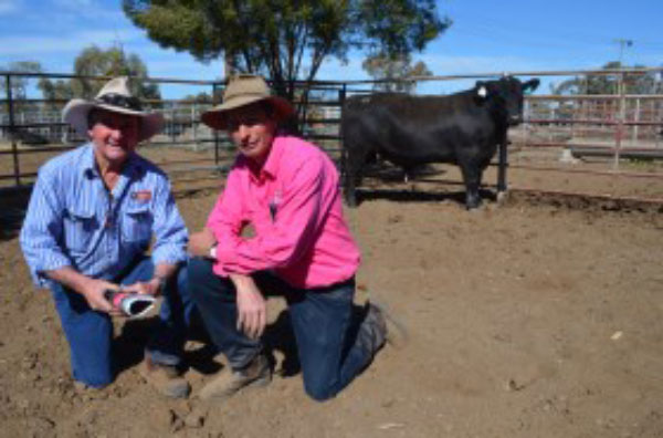 Minnamurra Pastoral Company General Manager, Dennis Power with Hamish McFarlane and top price bull Lot 24.