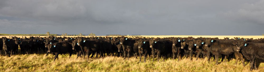 angus cattle information angus cattle information