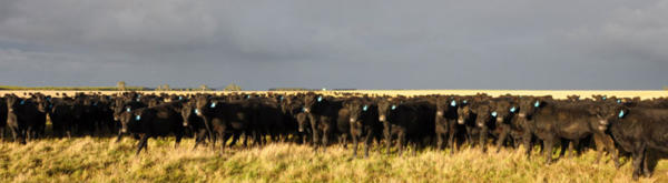 Banner: Breeder Information