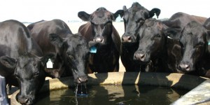 Drinking Cows