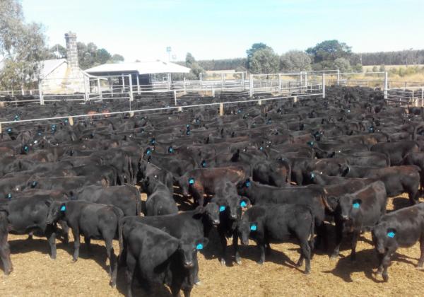 Angus bull cattle