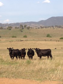 Gwalia, Adelong sale cows