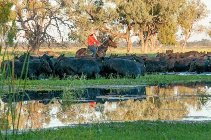 Jet-hall-moving-angus-cows-through-the-marshes-credit-mandy-mckeesick-740x491