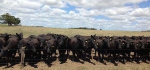 PTIC Cows for Team Te Mania Online Commercial Sale - Michael Carroll, Widgegonga, Derrinallum, Vic