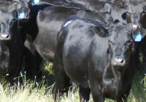 Angus cows for sale