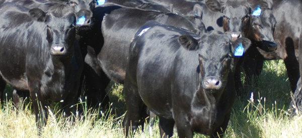 Angus cows for sale