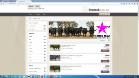 Te Mania Angus bulls for private sale
