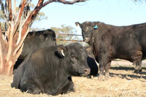 Te Mania Angus, Walgett sale bulls