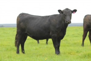 Ardgartan cows 3 yrs Oct 2015 2 WEB