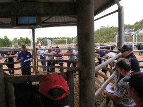 Jim Green structural scoring at Te Mania Angus