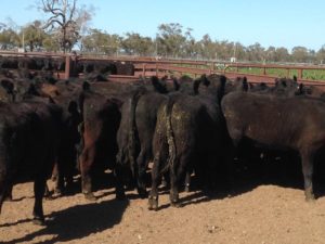 OBrien Aug 2016 steers 2