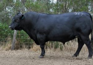 Te Mania Garth G67