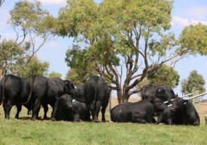 Te Mania Angus welcome producers to preview the Autumn Sale Bulls at a leisurely pace during Beef Week on Friday February 2nd