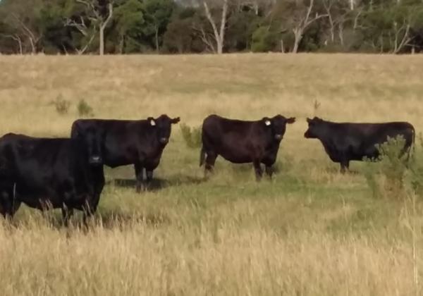 Angus females for sale