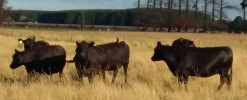 Team Te Mania PTIC cows in Mount Gambier Sale 12 Jan 2018