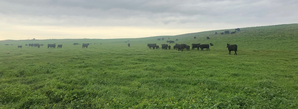 Team Te Mania breeding herd, Poltalloch Station, Tailem Bend, SA