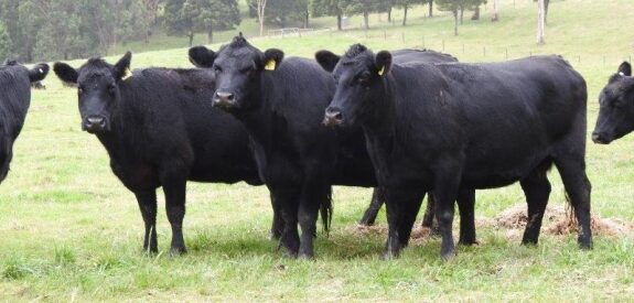 Cooper-cows-april-21-575x275