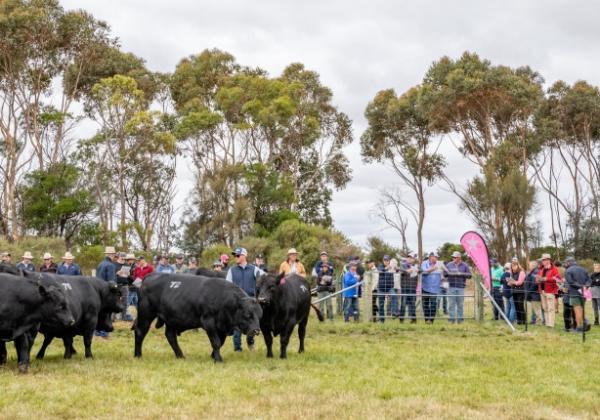 Bull Sale Crowd