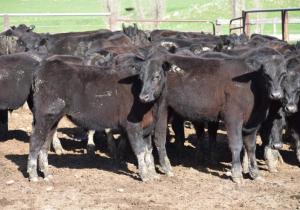 Ardenside Steers