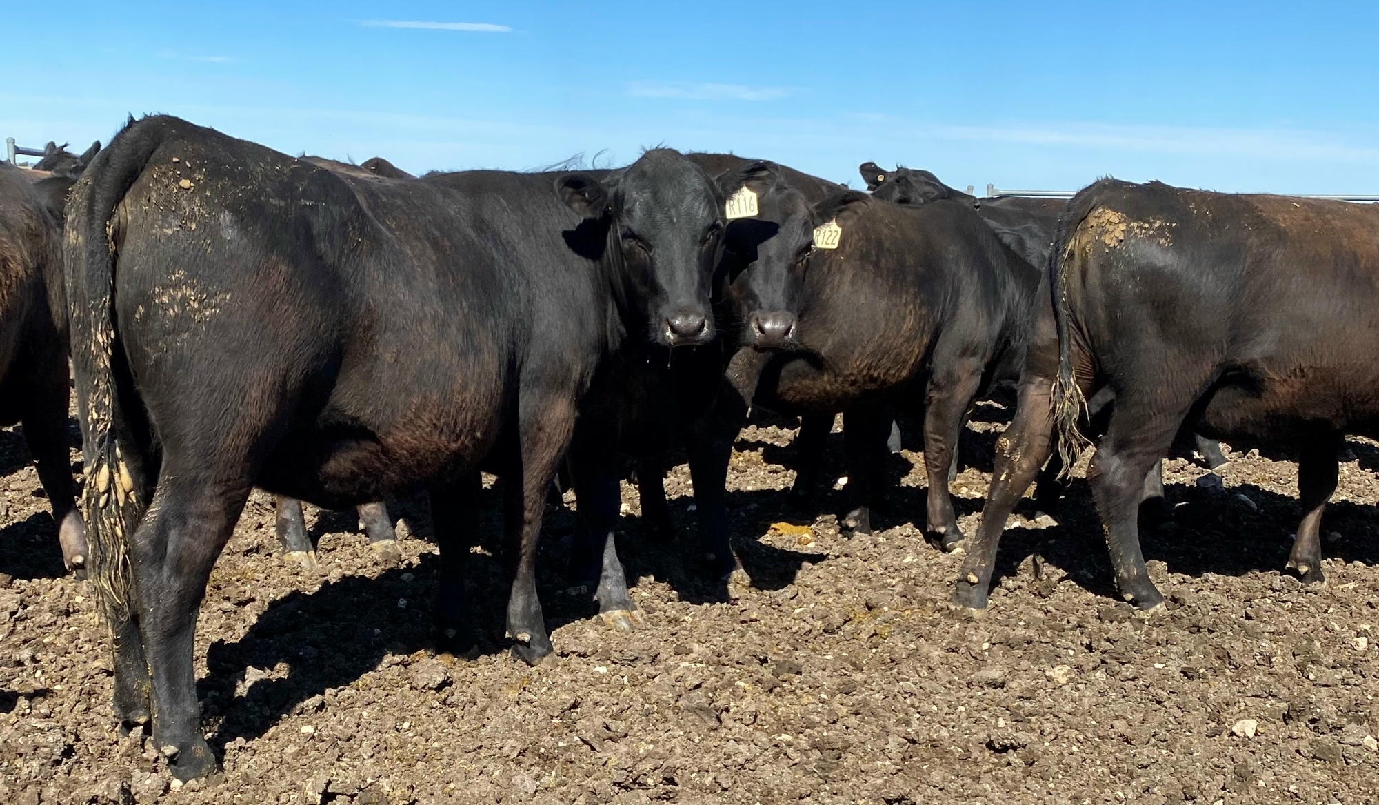 Wellington Lodge Heifers Oct 2021