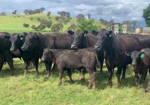 Tonga With Calves Dec 2021