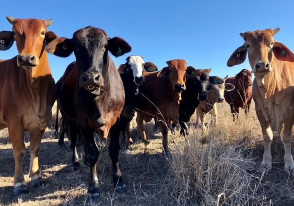 Rcs Grazing School Pic