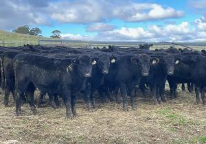 Clowes steers