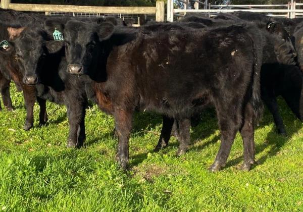 Carlyle Heifers 2 2022 July