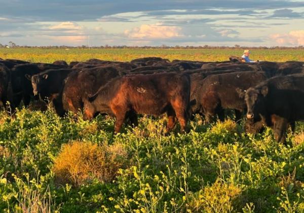 O'brien Brigalows Steers Aug 2022