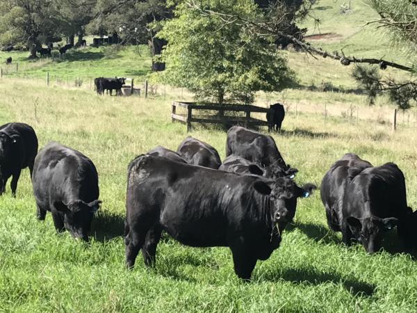 Guy Fawkes Station Angus breeders, Ebor