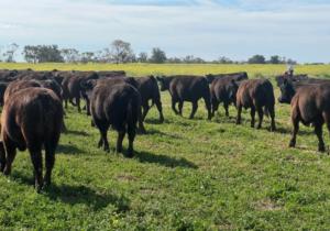 O'brien Brigs Aplus Steers 9th Sep