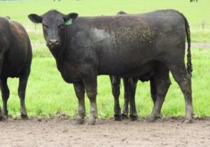Toolong Heifers Oct 22