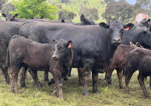 Tonga Females For Sale Dec 2022