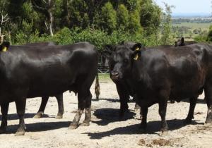 2022 Dec Horner Angus Cows 4-7 Years