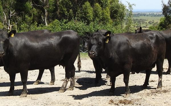 2022 Dec Horner Angus Cows 4-7 Years