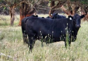 Team Te Mania Cows selling at Mount Gambier sale 20 Jan 2023