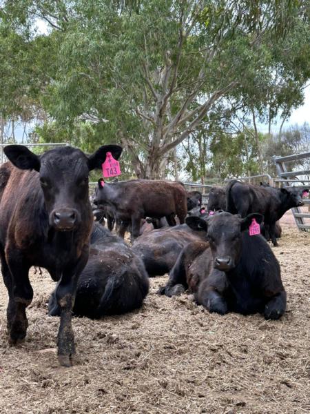 Angus Calf Cattle Weaning