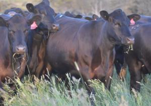 Weaning Calves