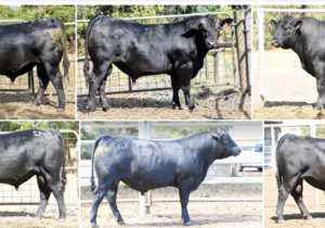 Angus Bull Buying Guide