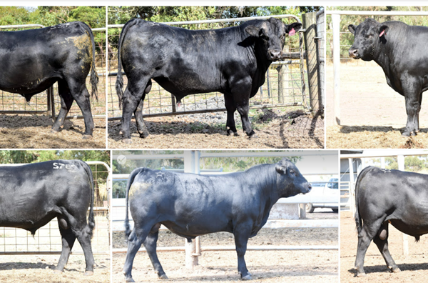 Angus Bull Buying Guide