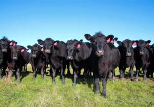 Angus cattle mob