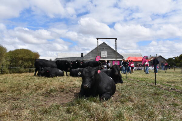 Angus Beef Week 2024