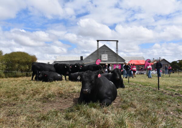 Angus Beef Week 2024