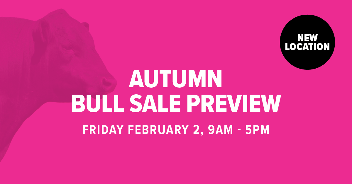 Autumn Bull Sale Preview 2024 Beef Week (New Location) Te Mania Angus