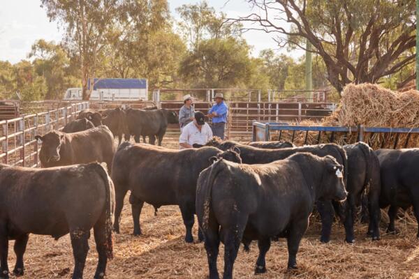 Walgett 23 120