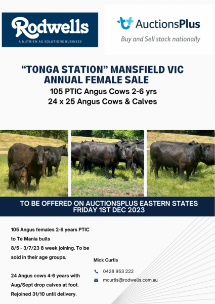 Tonga Station cattle for sale