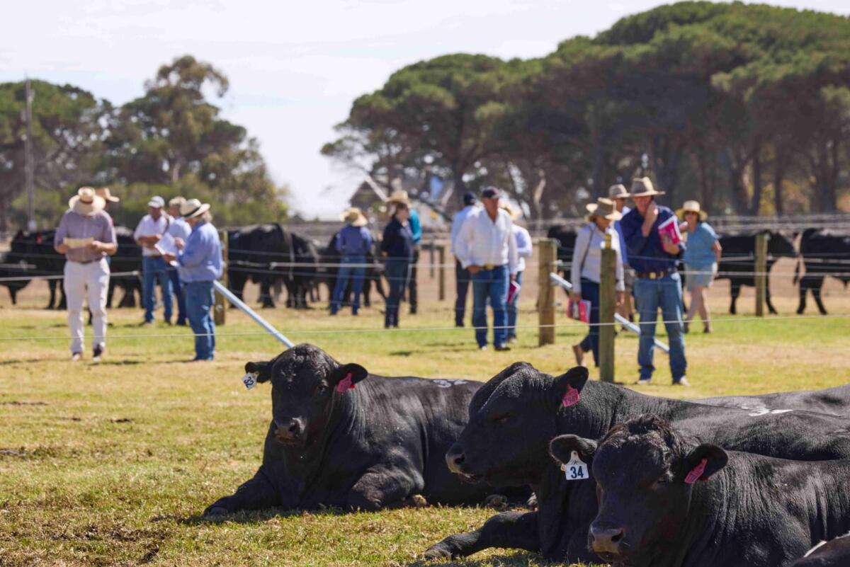 2025 Te Mania Angus Autumn On-property Bull Sale
